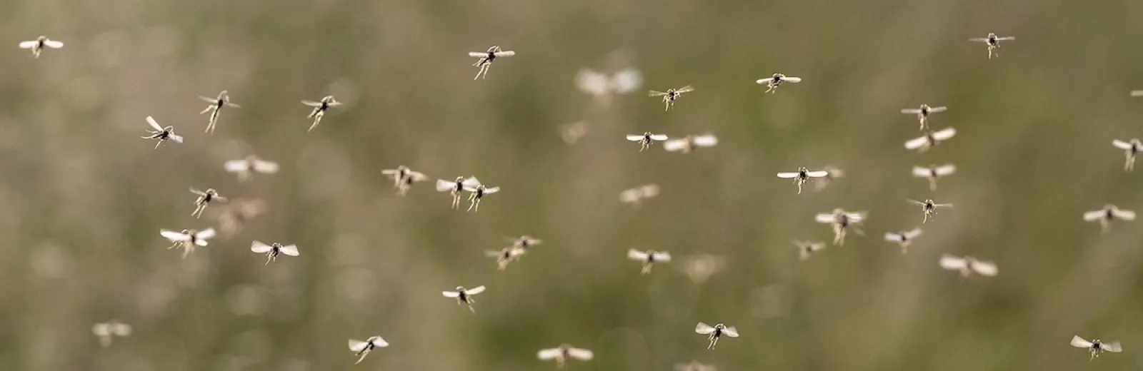 Mosquitoes