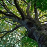 Giant Beech Tree