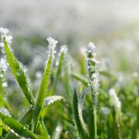 Early Spring Weed Control