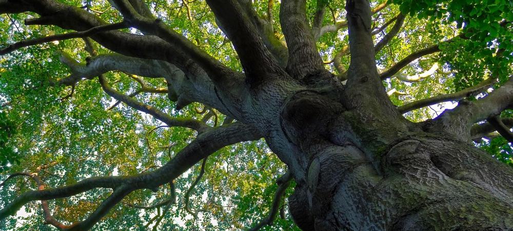 Giant Beech Tree