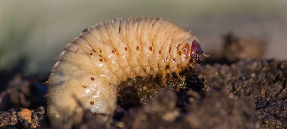 Signs Your Lawn Has Grubs