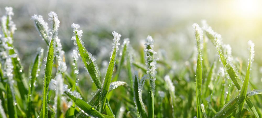 Early Spring Weed Control