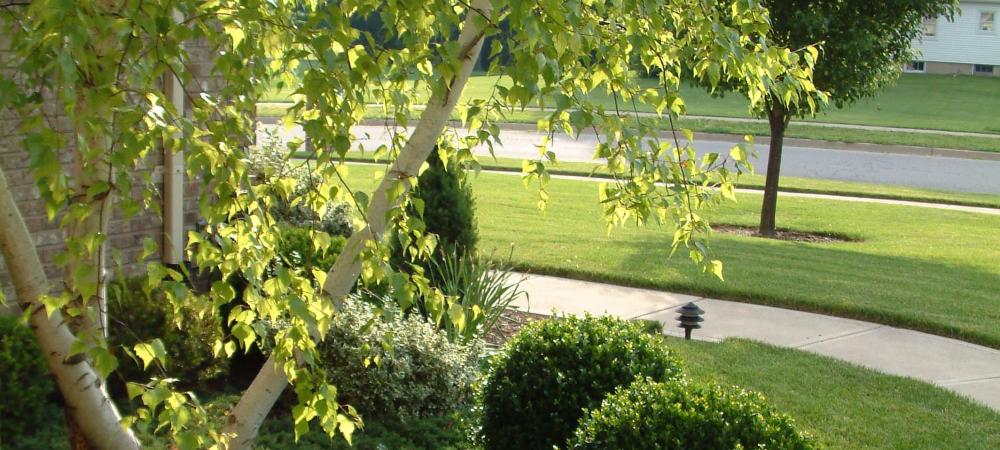 Tree in Front of Residential Home in PA