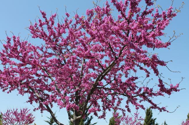 Eastern Redbud Tree