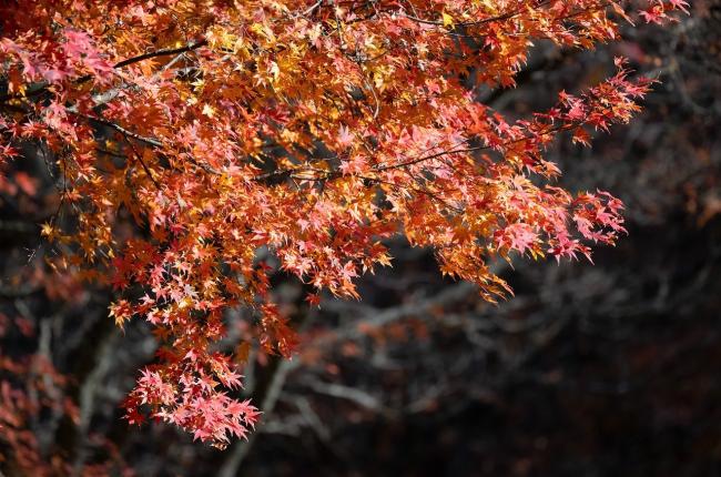 Red Maple Tree