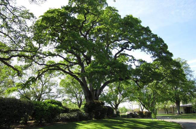 White Oak Tree