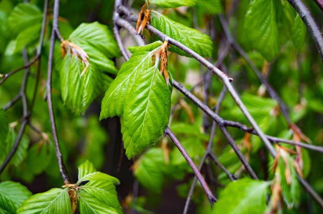 American Hornbeam