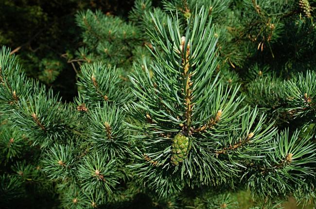White Pine Tree