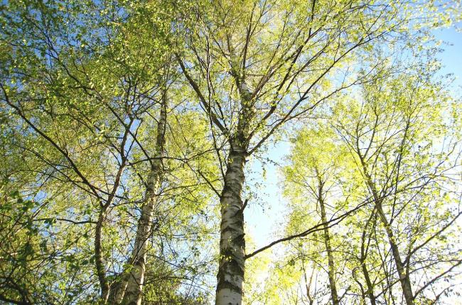 Young Birch Tree